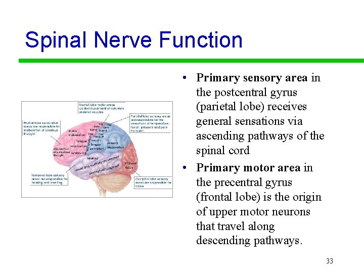 Spinal Nerve Function • Primary sensory area in the postcentral gyrus (parietal lobe) receives