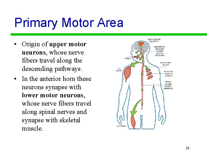 Primary Motor Area • Origin of upper motor neurons, whose nerve fibers travel along