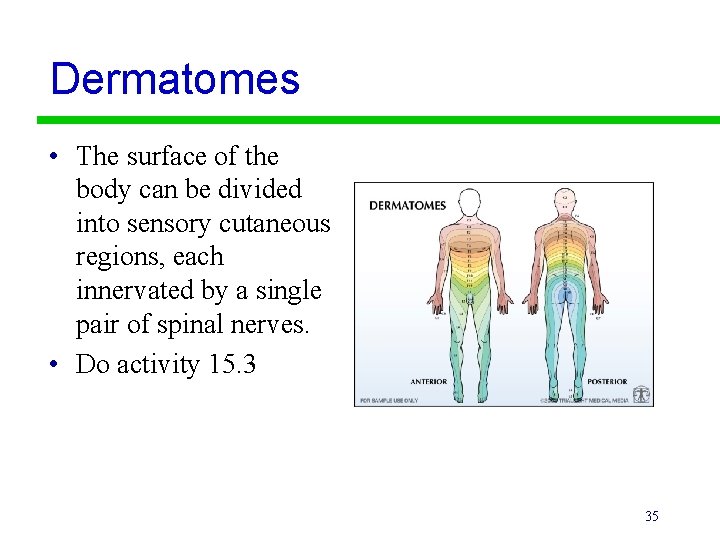 Dermatomes • The surface of the body can be divided into sensory cutaneous regions,