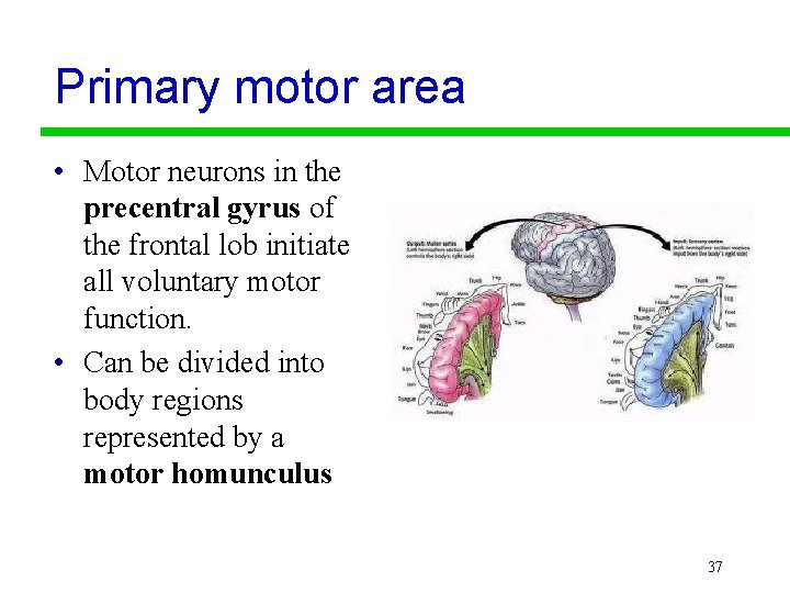 Primary motor area • Motor neurons in the precentral gyrus of the frontal lob