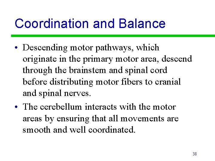 Coordination and Balance • Descending motor pathways, which originate in the primary motor area,