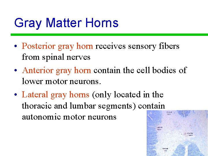 Gray Matter Horns • Posterior gray horn receives sensory fibers from spinal nerves •