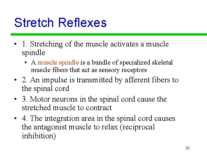 Stretch Reflexes • 1. Stretching of the muscle activates a muscle spindle • A