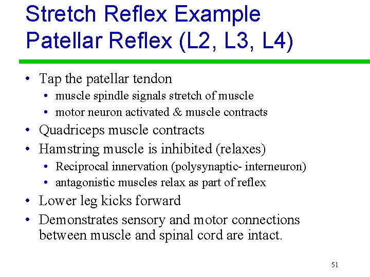 Stretch Reflex Example Patellar Reflex (L 2, L 3, L 4) • Tap the