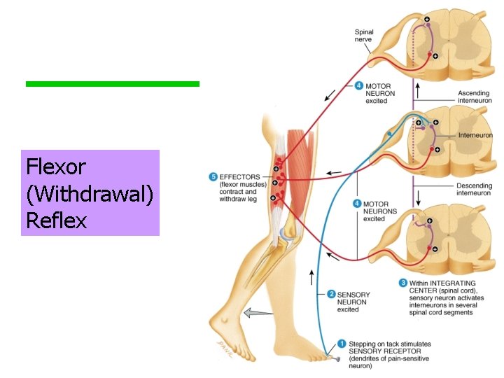 Flexor (Withdrawal) Reflex 58 