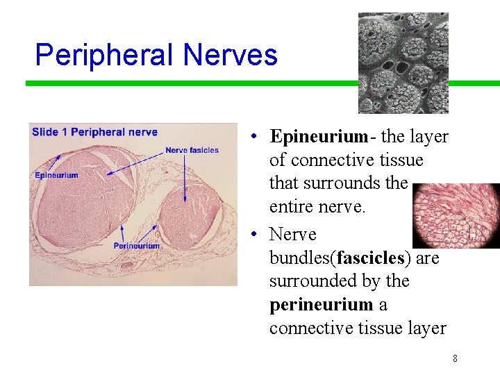 Peripheral Nerves • Epineurium- the layer of connective tissue that surrounds the entire nerve.
