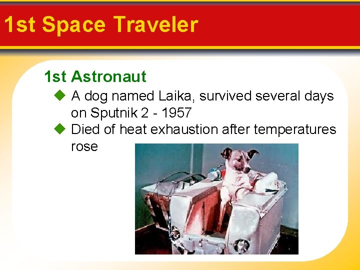 1 st Space Traveler 1 st Astronaut A dog named Laika, survived several days