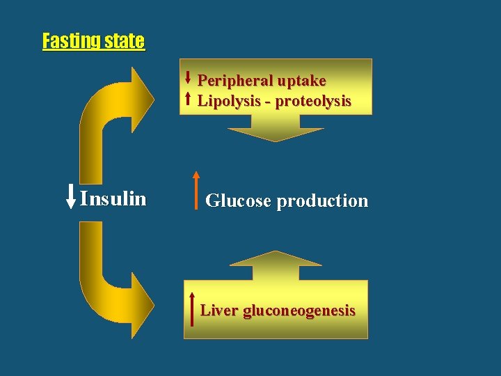 Fasting state Peripheral uptake Lipolysis - proteolysis Insulin Glucose production Liver gluconeogenesis 