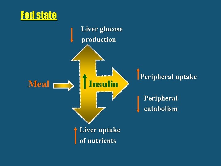 Fed state Liver glucose production Meal Insulin Peripheral uptake Peripheral catabolism Liver uptake of