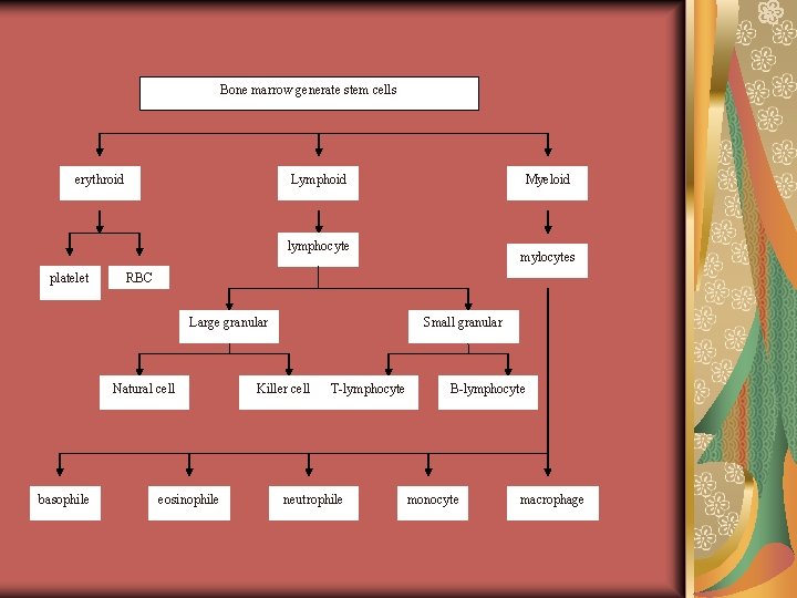 Bone marrow generate stem cells erythroid Lymphoid Myeloid lymphocyte platelet RBC Large granular Natural