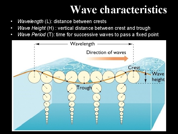 Wave characteristics • Wavelength (L): distance between crests • Wave Height (H) : vertical