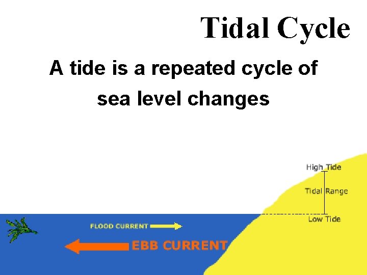 Tidal Cycle A tide is a repeated cycle of sea level changes 