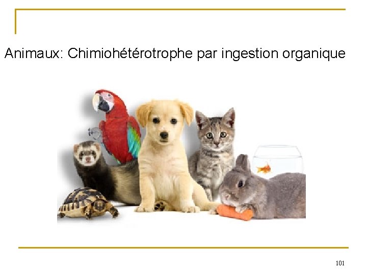 Animaux: Chimiohétérotrophe par ingestion organique 101 