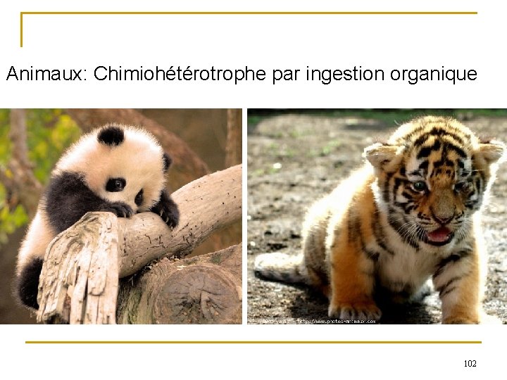 Animaux: Chimiohétérotrophe par ingestion organique 102 