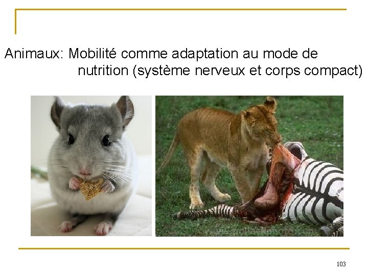 Animaux: Mobilité comme adaptation au mode de nutrition (système nerveux et corps compact) 103
