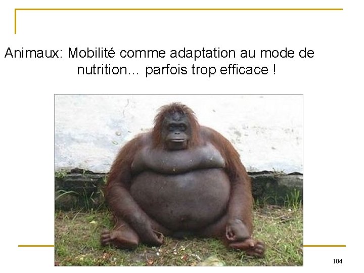 Animaux: Mobilité comme adaptation au mode de nutrition… parfois trop efficace ! 104 