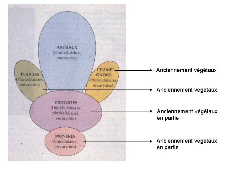 Anciennement végétaux en partie 