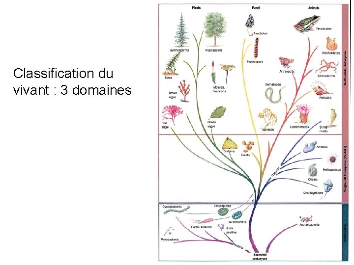 Classification du vivant : 3 domaines 108 