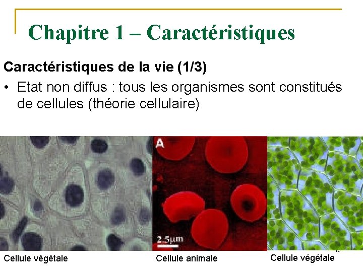 Chapitre 1 – Caractéristiques de la vie (1/3) • Etat non diffus : tous