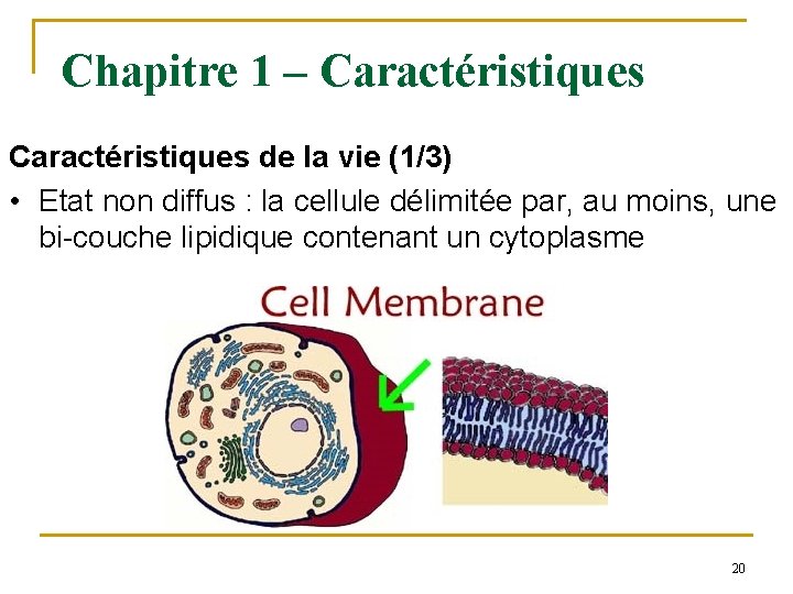 Chapitre 1 – Caractéristiques de la vie (1/3) • Etat non diffus : la