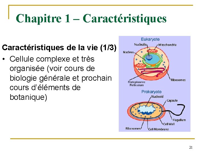 Chapitre 1 – Caractéristiques de la vie (1/3) • Cellule complexe et très organisée