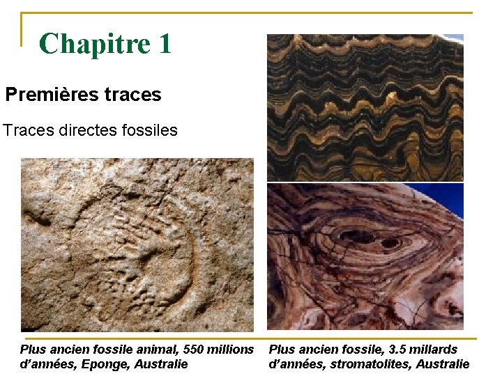 Chapitre 1 Premières traces Traces directes fossiles Plus ancien fossile animal, 550 millions d’années,