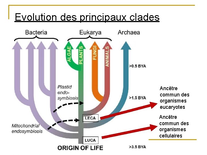 Evolution des principaux clades Ancêtre commun des organismes eucaryotes Ancêtre commun des organismes cellulaires