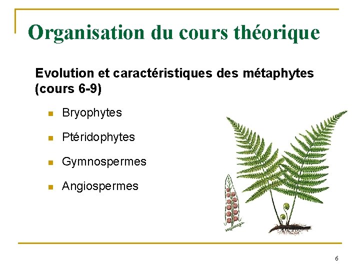 Organisation du cours théorique Evolution et caractéristiques des métaphytes (cours 6 -9) n Bryophytes