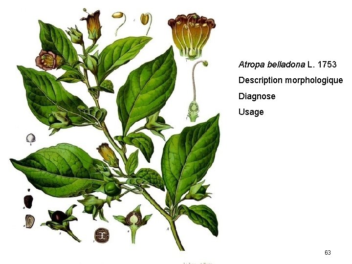 Atropa belladona L. 1753 Description morphologique Diagnose Usage 63 