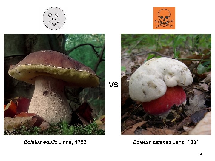 VS Boletus edulis Linné, 1753 Boletus satanas Lenz, 1831 64 