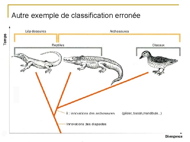 Autre exemple de classification erronée (gésier, bassin, mandibule. . . ) 