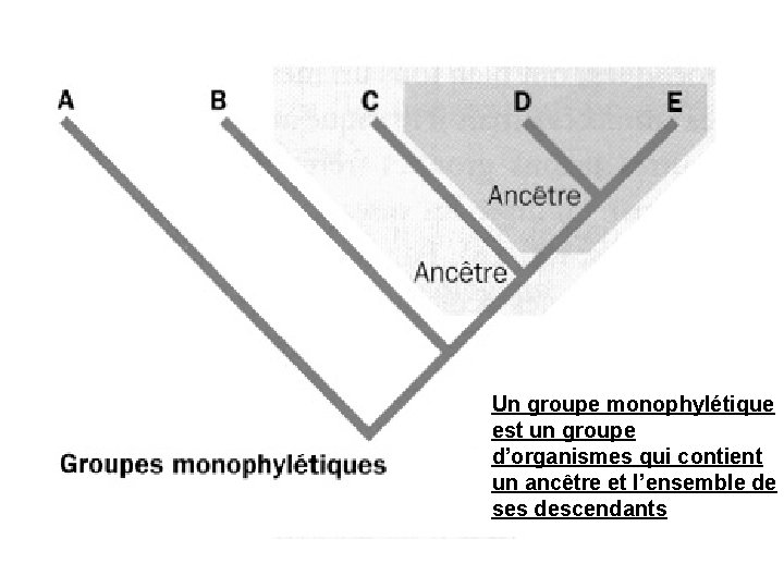 Un groupe monophylétique est un groupe d’organismes qui contient un ancêtre et l’ensemble de