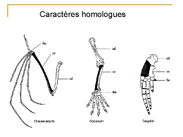 Caractères homologues 