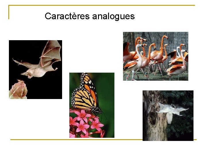 Caractères analogues 