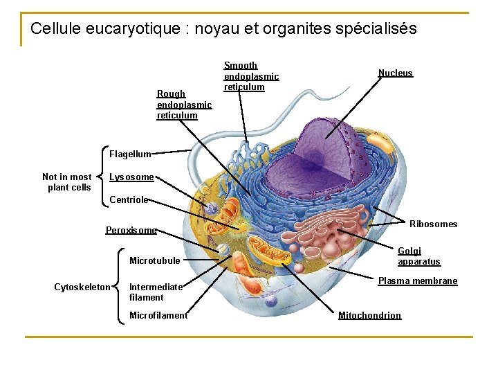 Cellule eucaryotique : noyau et organites spécialisés Rough endoplasmic reticulum Smooth endoplasmic reticulum Nucleus