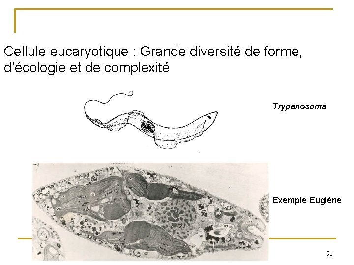 Cellule eucaryotique : Grande diversité de forme, d’écologie et de complexité Trypanosoma Exemple Euglène