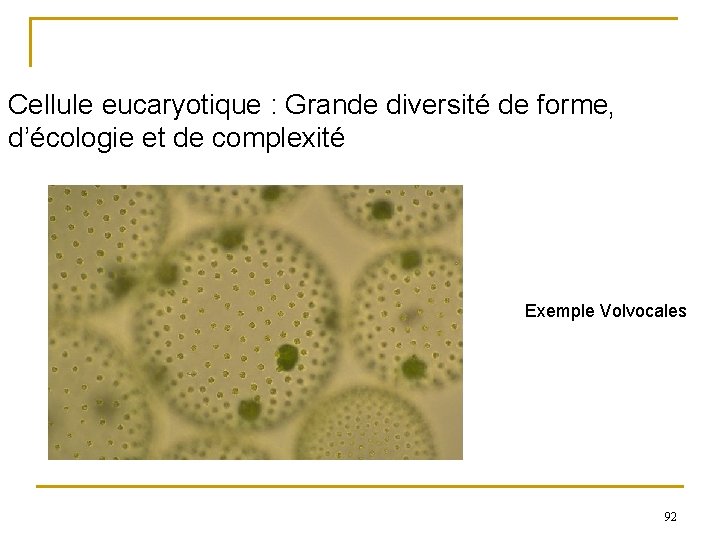 Cellule eucaryotique : Grande diversité de forme, d’écologie et de complexité Exemple Volvocales 92