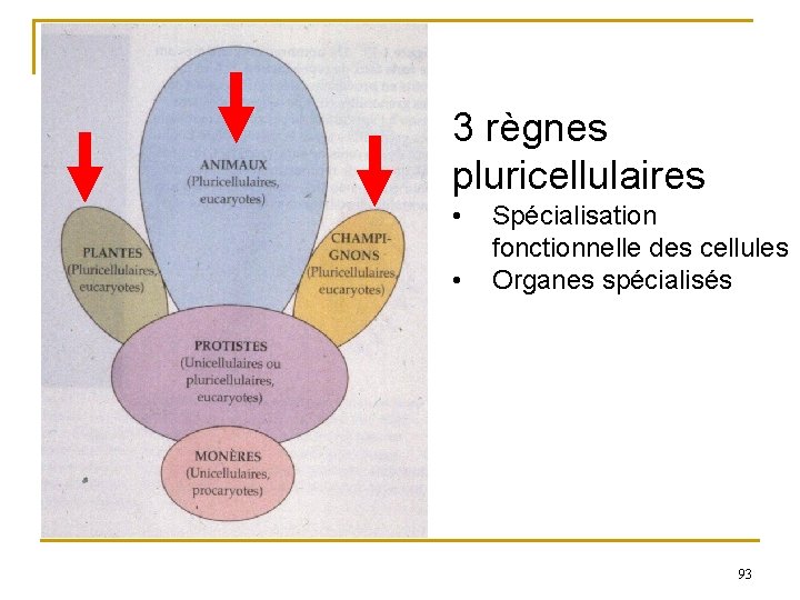 3 règnes pluricellulaires • • Spécialisation fonctionnelle des cellules Organes spécialisés 93 