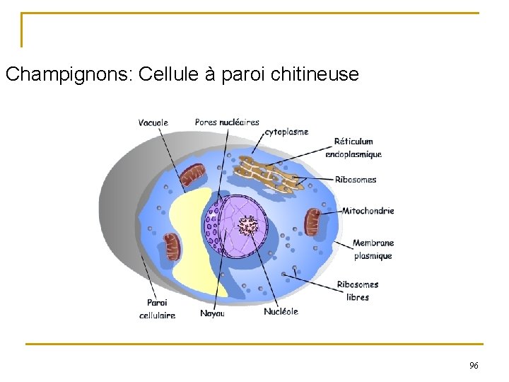 Champignons: Cellule à paroi chitineuse 96 