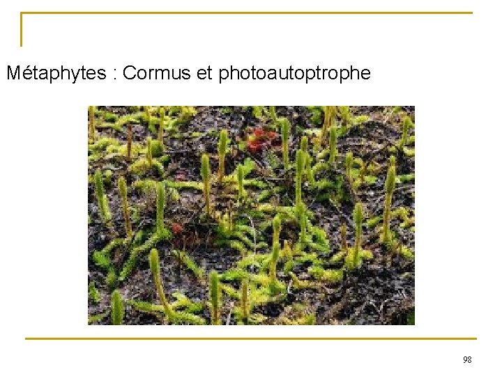 Métaphytes : Cormus et photoautoptrophe 98 