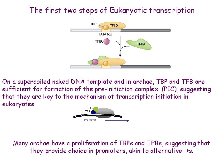 The first two steps of Eukaryotic transcription On a supercoiled naked DNA template and