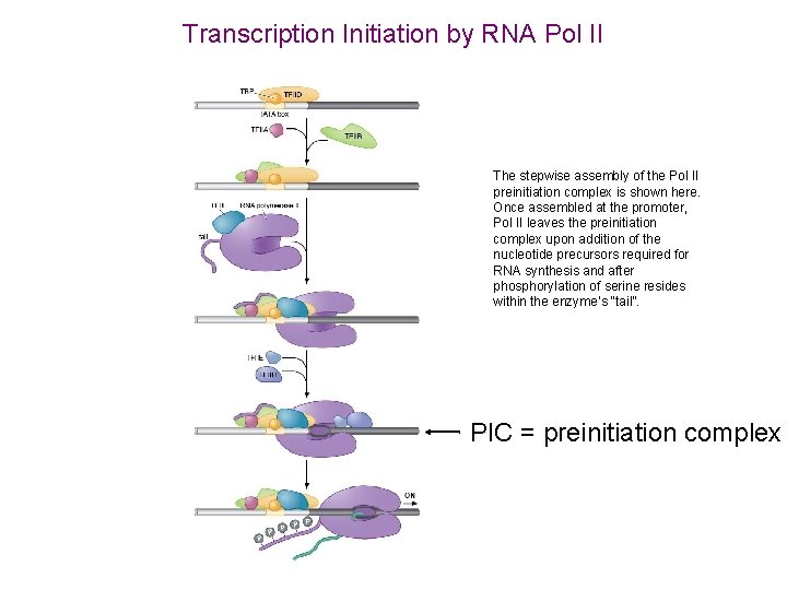 Transcription Initiation by RNA Pol II The stepwise assembly of the Pol II preinitiation