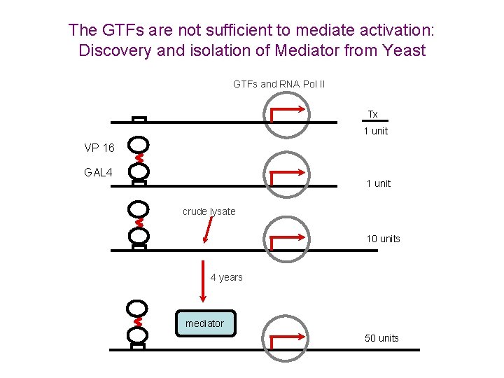 The GTFs are not sufficient to mediate activation: Discovery and isolation of Mediator from