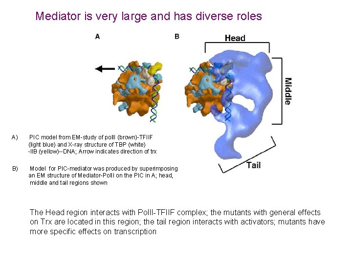 Mediator is very large and has diverse roles A) PIC model from EM-study of