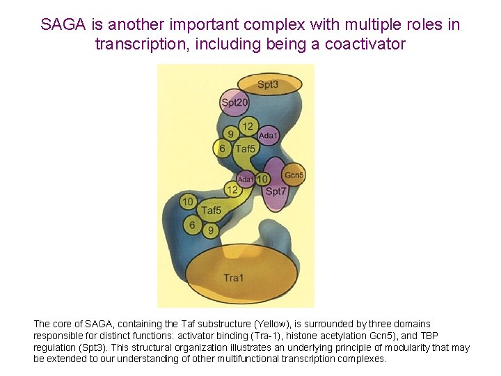 SAGA is another important complex with multiple roles in transcription, including being a coactivator