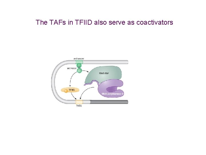 The TAFs in TFIID also serve as coactivators 