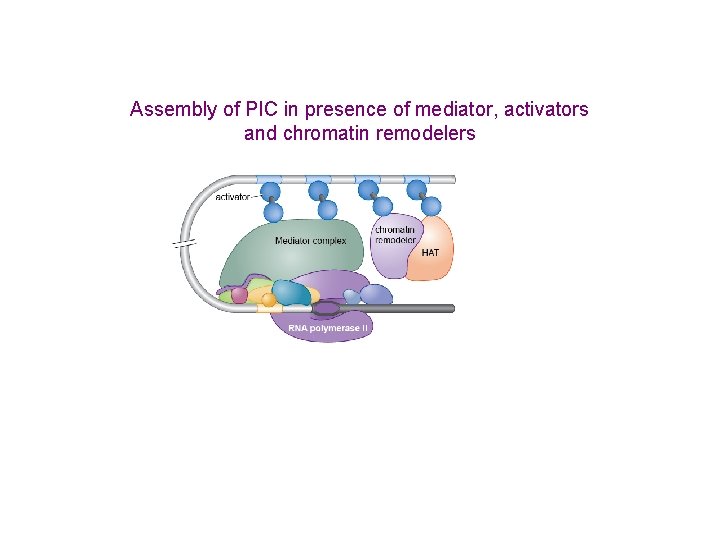 Assembly of PIC in presence of mediator, activators and chromatin remodelers 