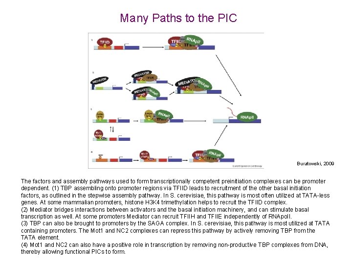 Many Paths to the PIC Buratowski, 2009 The factors and assembly pathways used to