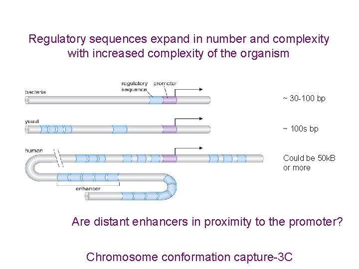 Regulatory sequences expand in number and complexity with increased complexity of the organism ~