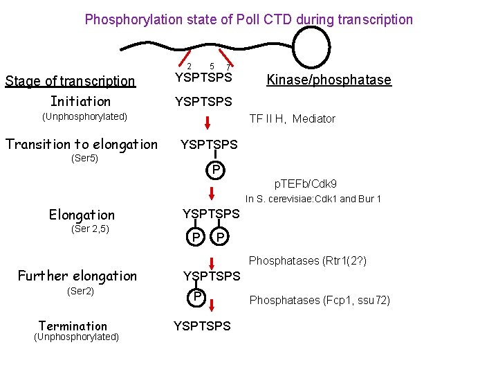 Phosphorylation state of Pol. I CTD during transcription 2 5 7 YSPTSPS Stage of